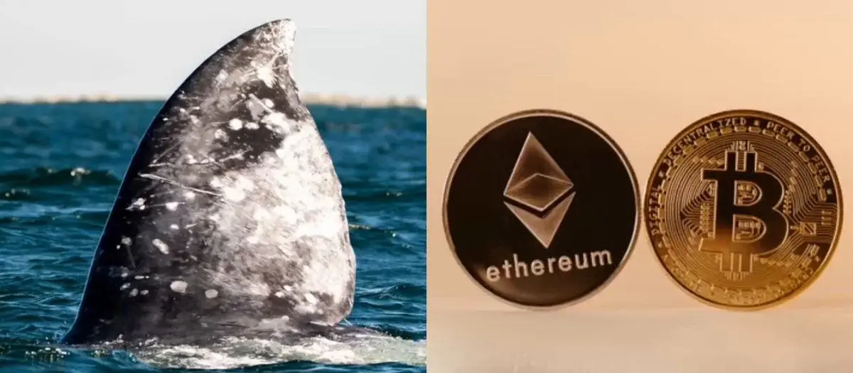 This whale is bullish on Bitcoin and Ethereum