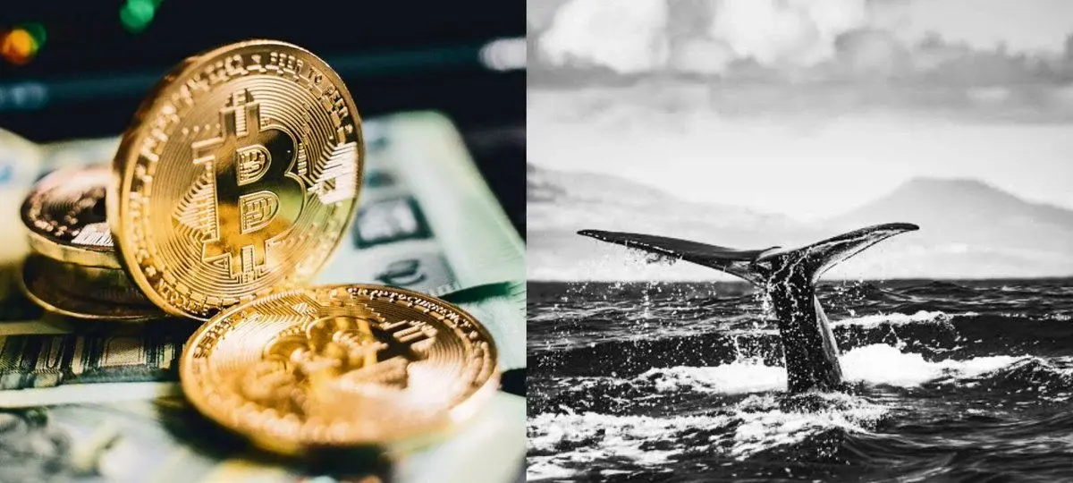 Bitcoin Whales Are Quietly Taking Back Control